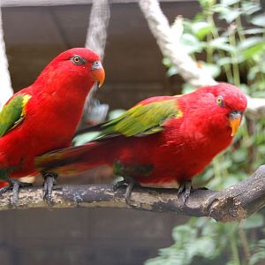 Yellow backed chattering lories