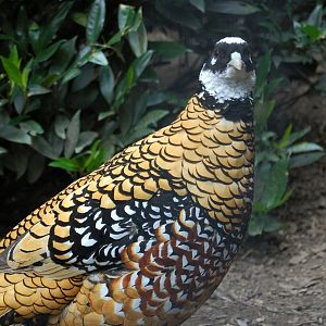 Reeve's pheasant
