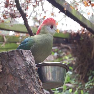 Red crested turaco