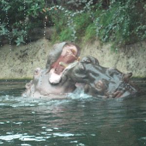 Hippos in Berlin Zoo!!