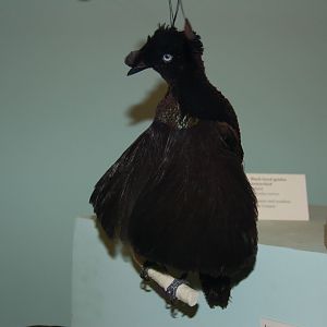 Lawe's Parotia