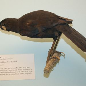 Huia