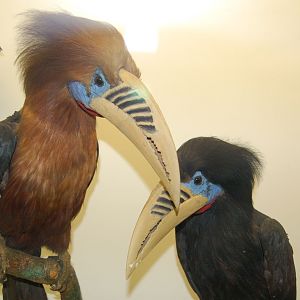 Rufous necked Hornbill