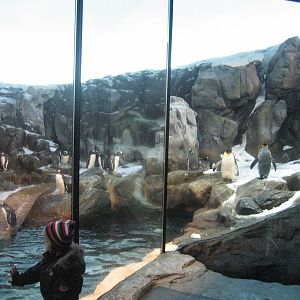 The Penguin Exhibit in Odense Zoo!!