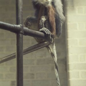 Douc at Regents Park