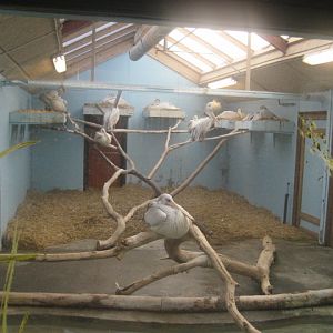 Pelican House in Odense Zoo!!