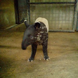 Tapir calf, Singapore Zoo