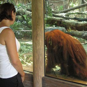 Up close with Charlie, Singapore Zoo