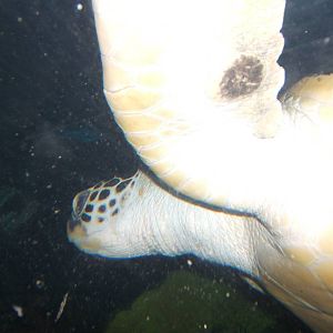 Green Sea Turtle