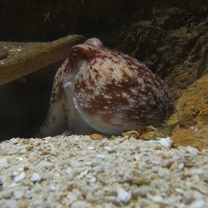 Lesser Octopus (Elodone cirrohsa)