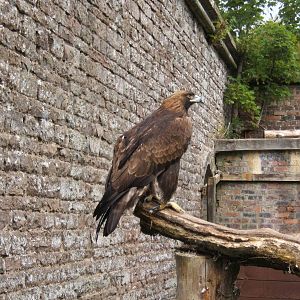 Golden Eagle