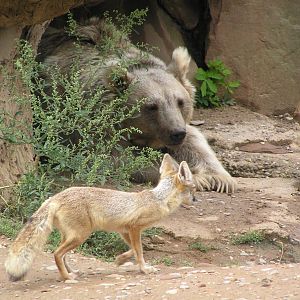 Mixed species exhibits