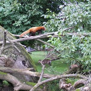 Mixed species exhibits