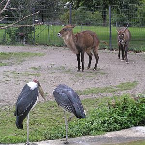 Mixed species exhibits - Heidelberg zoo