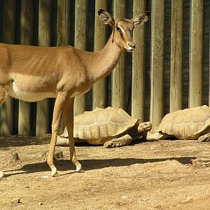 Mixed species exhibits