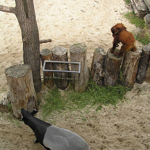 Mixed species exhibits