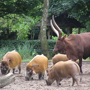 Mixed species exhibits
