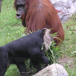Mixed species exhibits