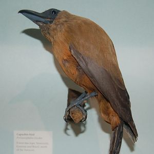 Capuchin bird