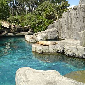Sea Lion exhibit - Auckland Zoo