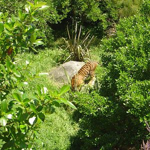 Molek - Female Sumtran Tiger @ Auckland Zoo