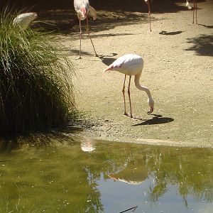 Flamingos