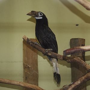 Female Visayan tarictic hornbill