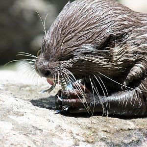 Otter eating live Yabbies at Taronga Zoo