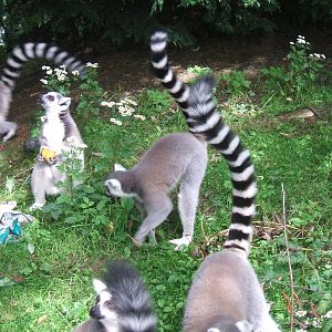 Ring-Tail Lemurs at Chester Zoo