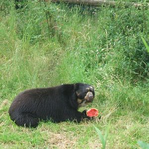 Spectacled Bear at Chester Zoo