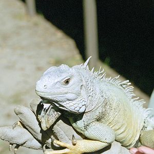 Iguana - Australian Reptile Park - 1999