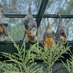 Grey Headed Flying Fox - Australian Reptile Park - 1999