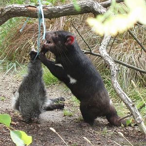 Tasmanian devil - feeding time