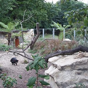 Tasmanian devil enclosure