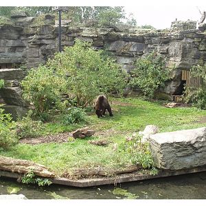 Cologne Zoo - Grizzly bears