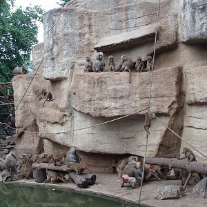 Cologne Zoo - Baboon Cliffs