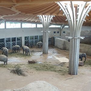 Cologne Zoo - Elephant House