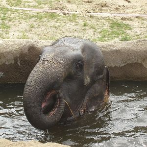 Cologne Zoo - Asian elephant svimming