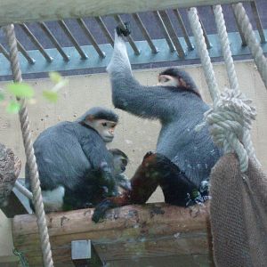 Cologne Zoo - Douc langurs