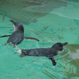 Cologne Zoo -  Little blue penguins