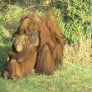Orang Utans at Chester Zoo