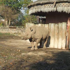 Black Rhino at Chester Zoo