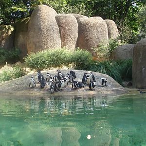 Wuppertal Zoo - Boulder Beach
