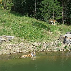 Wuppertal Zoo - Tiger Taiga