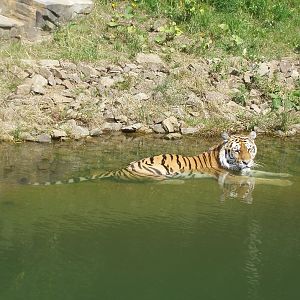 Wuppertal Zoo - Amur tiger bathing