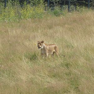 Wuppertal Zoo - Lion