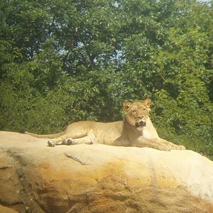 Wuppertal Zoo - Lion