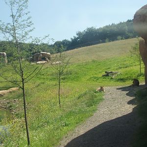 Wuppertal Zoo - Lion enclosure
