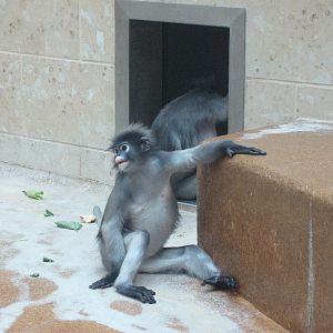 Wuppertal Zoo - Dusky leaf monkeys