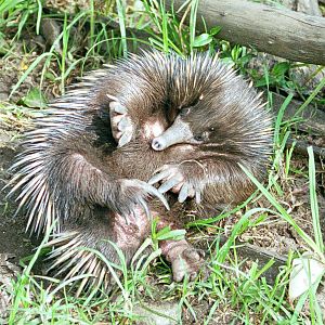 Echidna rollover - Taronga Zoo - 1999